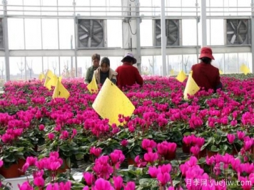 扬州高邮：每天发货30万株，花工厂绽放乡村振兴致富花