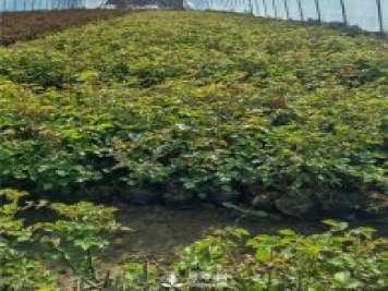 各类盆栽月季上市，南阳杯苗基地全国批发中