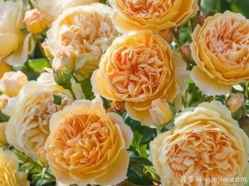 大花香水月季的养护方法，分享10种花香飘满屋
