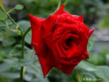 2023年情人节十大玫瑰品种销量榜，卡罗拉位居首位