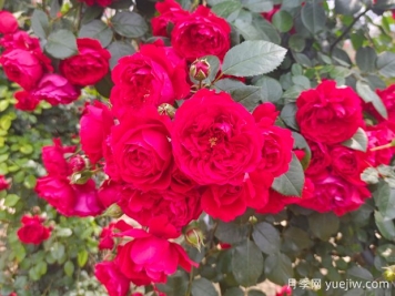 6款红色系的藤本月季品种，适合打造网红花墙