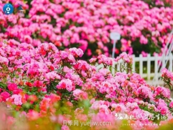 2024年第二届杭州市月季花展举办，赏500万株月季