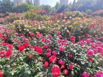 郑州月季公园40万株月季竞相绽放，感受花漾生活