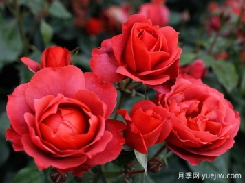 21朵玫瑰：不只是浪漫，还藏着这些深意