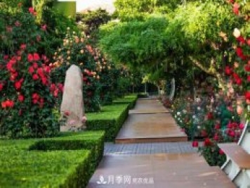 秦皇岛适合养月季花，市花和市树是什么